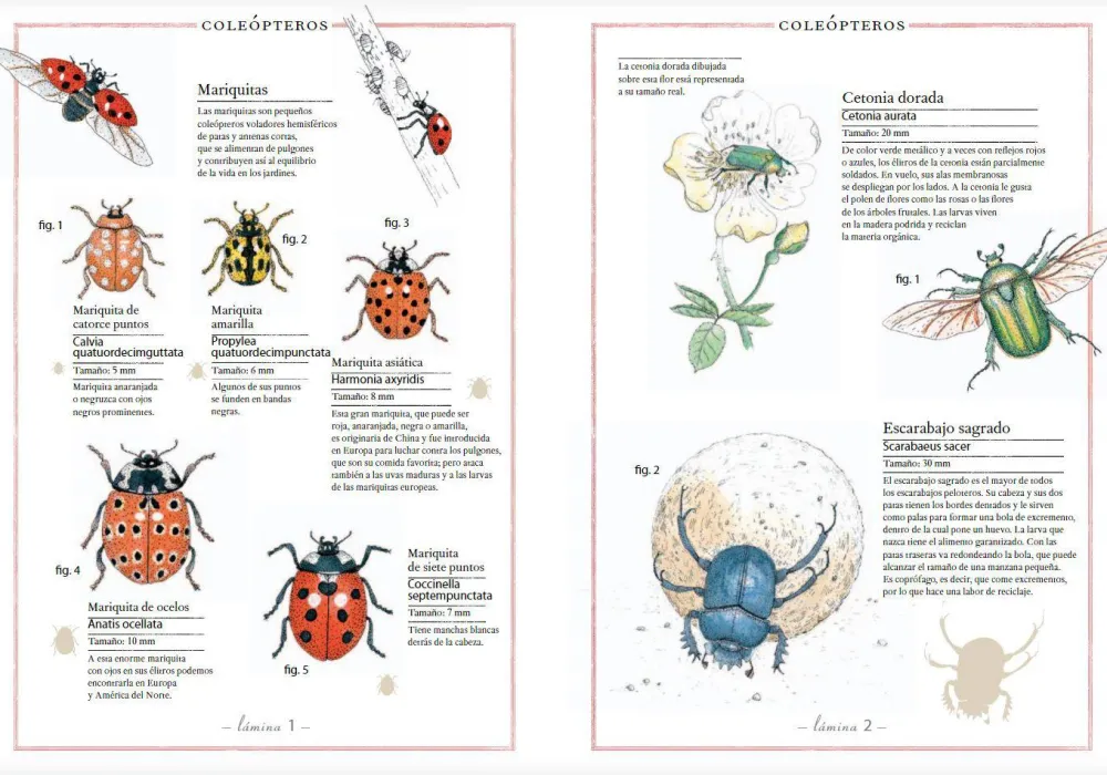 Faktoria K de Libros Inventario Ilustrado de Insectos* Álbumes Ilustrados Infantiles