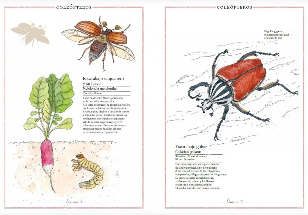 Faktoria K de Libros Inventario Ilustrado de Insectos* Álbumes Ilustrados Infantiles
