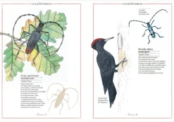 Faktoria K de Libros Inventario Ilustrado de Insectos* Álbumes Ilustrados Infantiles