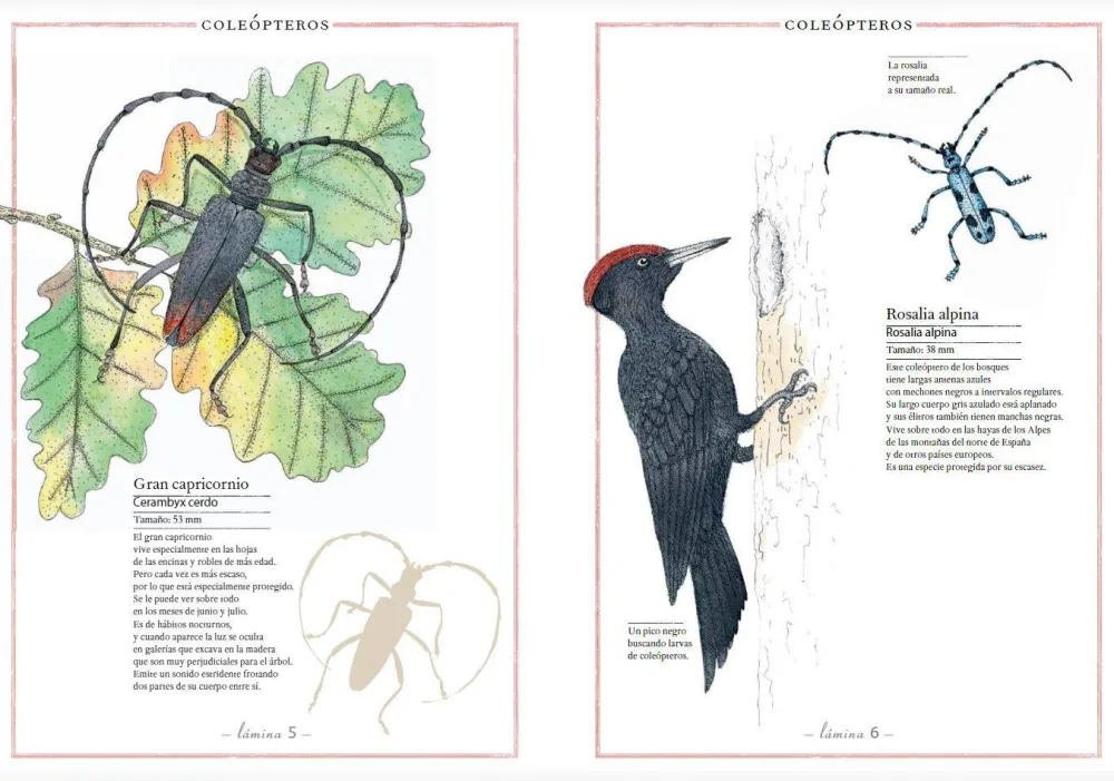 Faktoria K de Libros Inventario Ilustrado de Insectos* Álbumes Ilustrados Infantiles