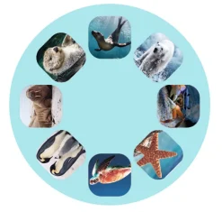 Moses Linterna diapositivas Criaturas Marinas ·*Niños Linternas Proyectoras De Cuentos
