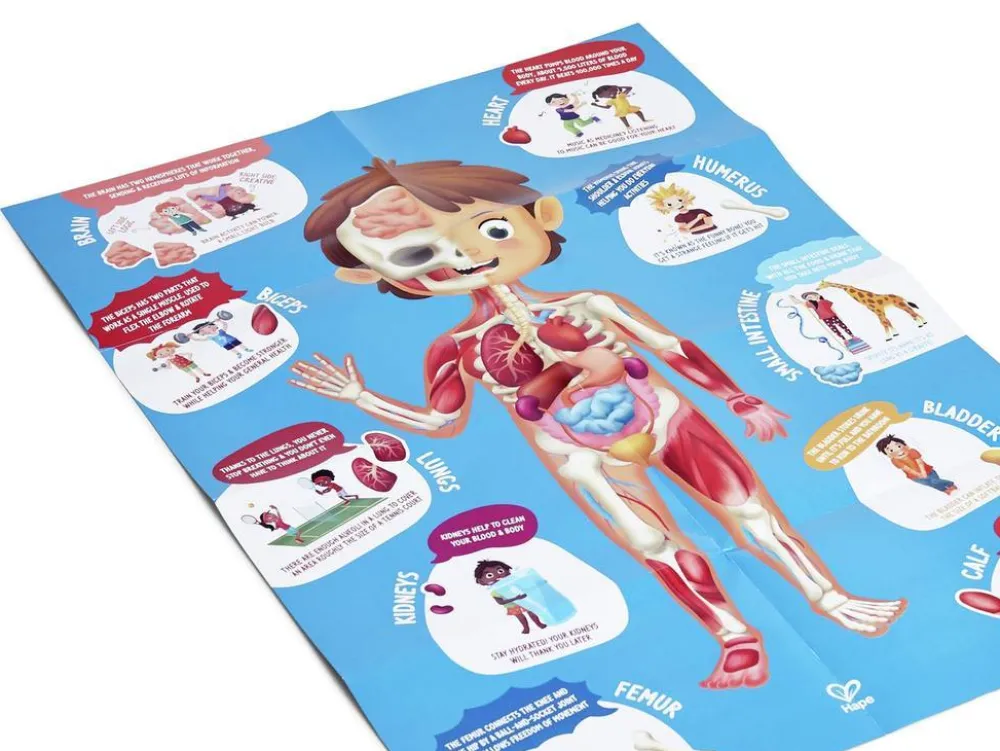 Hape Puzzle Cuerpo Humano ·*Niños Puzzles 100 Piezas|Puzzles Hape