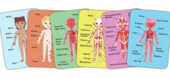Hape Rompecabezas magnético del cuerpo humano ·*Niños Puzzles Hape|Puzzles Encajables